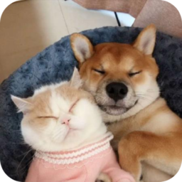 萌趣猫狗翻译器网页版入口网页版