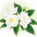 解语茶花老版本下载2017